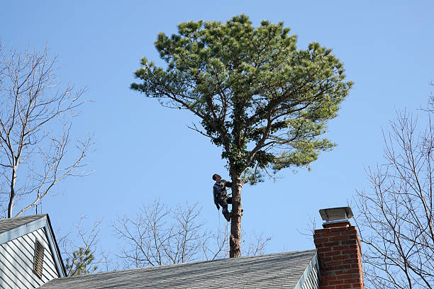 Trusted Crugers, NY Tree Care Experts